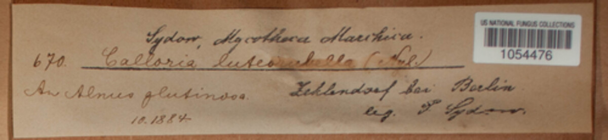 Orbilia luteorubella image